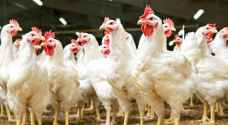 Jordan cracks down on soaring chicken cost: consumers to boycott poultry if price-cap fails