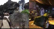 Japan's celebrity penguin dies next to his cardboard cut-out anime 'girlfriend'