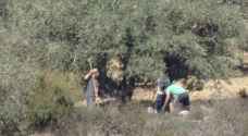 Israeli settlers steal olive harvest from Nablus-area village