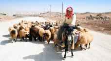 Reduction in number of sheep and goats in Jordan