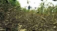 FAO warns spread of Red Sea locust swarms