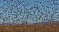 Locust swarms can eat food enough for half million people per day
