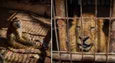 40 animals to be rescued from Gaza zoo to Jordan