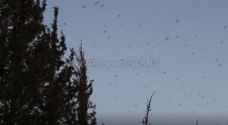 Agriculture Ministry: Wind direction pushes locust swarms away from Jordan
