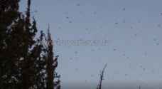 Agriculture Ministry: Threat of desert locusts still present