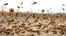 Locust swarms reach Amman