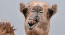 Scientist injects COVID-19 immune camels with virus to study antibodies