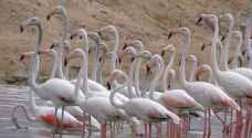 Rare migratory birds appear for first time in Aqaba