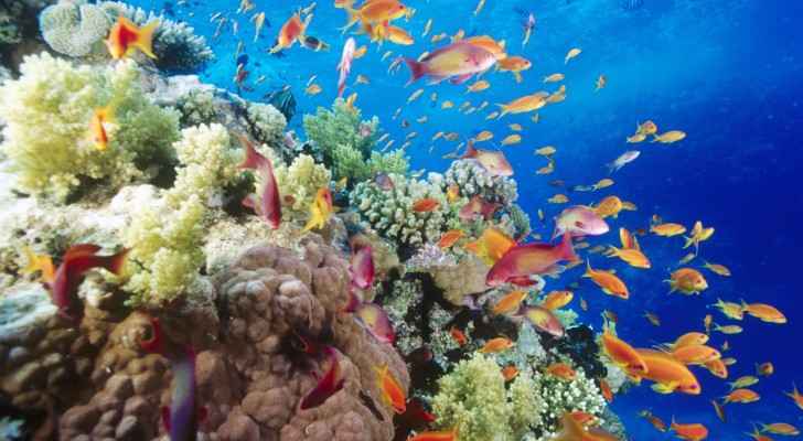 Losing coral reefs is not only bad news for tourists diving to see their beauty and marine life swimming among them.