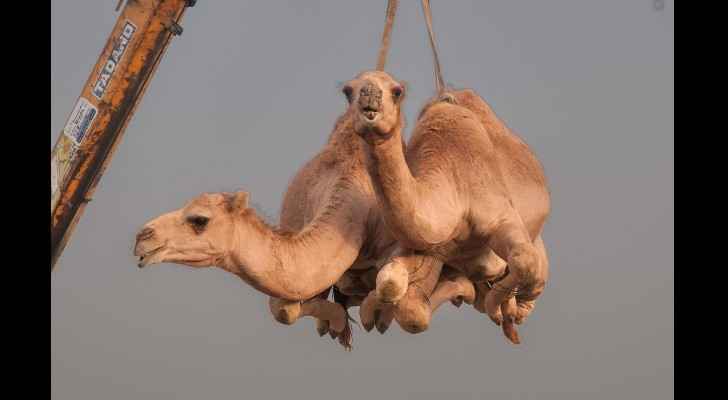 Around 12,000 camels and sheep have become the latest victims of the Gulf diplomatic crisis. 