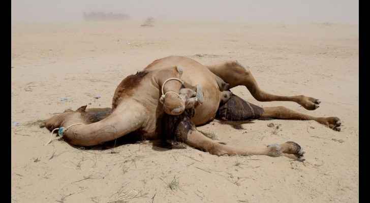 Hundreds of starved camels die on border between Qatar and Saudi Arabia