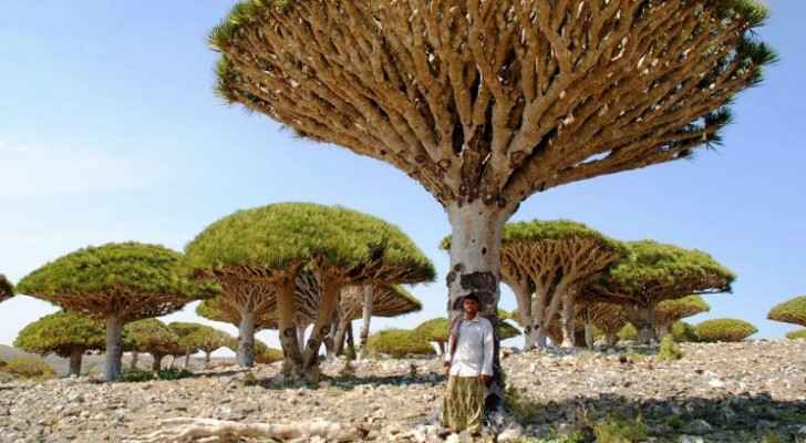 Socotra is revered for its "alien landscapes", including its famous dragon blood trees. (Photo Credit: GETTY)