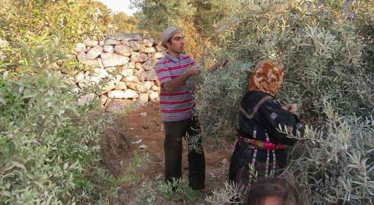 Palestinian olive harvesters face several restrictions. (Wikimedia Commons) 