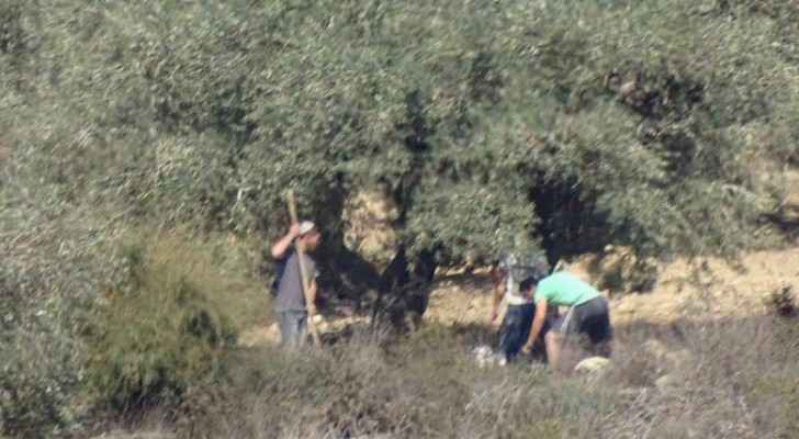 Israeli settlers attack Palestinian lands, steel olive trees produce. (Twitter)