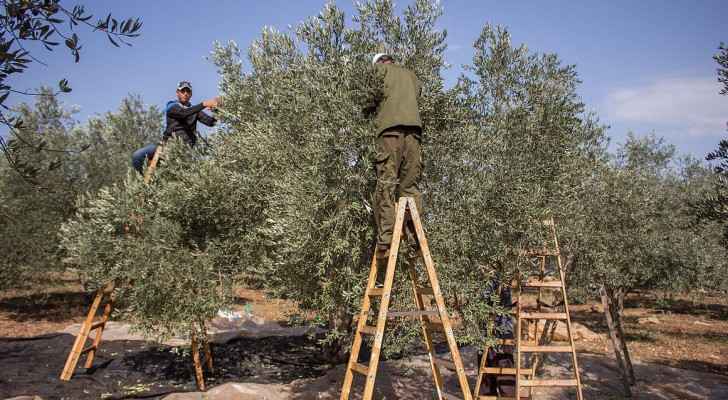 Palestinian olive harvest. (Wikimedia Commons) 