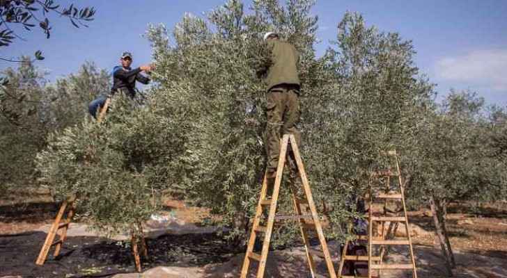 Israeli forces have been preventing Palestinian farmers from reaching their olive crops on the Israeli side of the separation barrier.