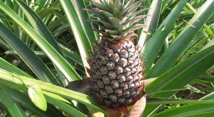 Pineapples grow up in Gaza for the first time