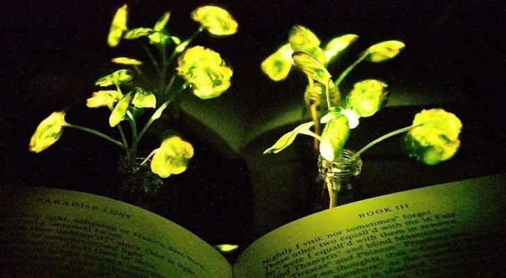 Nanobionic light-emitting watercress plants. (Photo: MIT) 