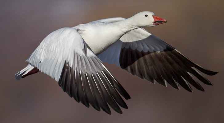 Ross's Goose is famous for its black and white wings. (Tn.gov)