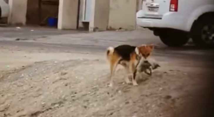 The dog carried the dead cat between its teeth. (YouTube)