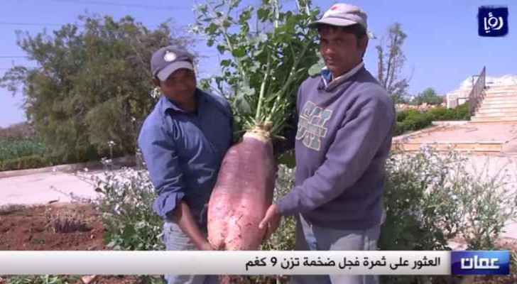 Bangladeshi farmers present the big radish they grew in Amman. (Roya)