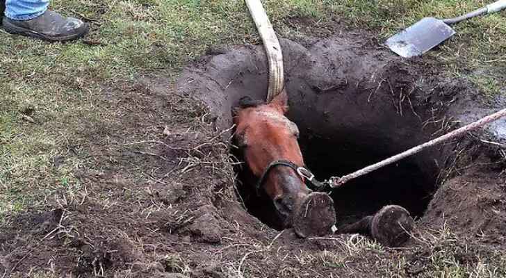 The horse was not harmed in the rescue process. (News.com.au)
