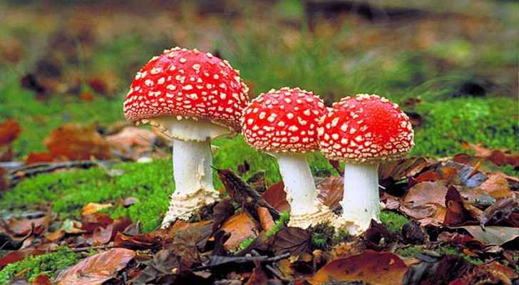 Sometimes it's difficult to tell when a mushroom is poisonous. (Minds of Malady)