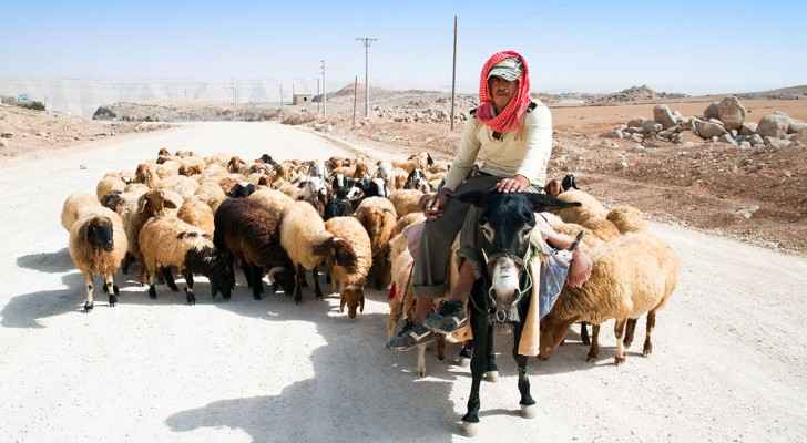 Cooking with lamb and mutton is very popular amongst Jordanians. (Modern Farmer)