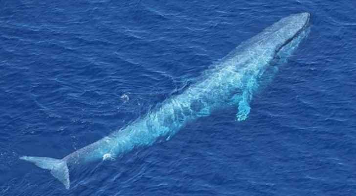 This whale is about 24 meters long, Live Science reported. (AFP)