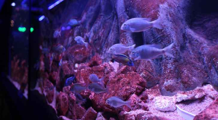 Fish and other maritime species at display at the newly-opened Palestine Aquarium. (WAFA Images / Shorouk Zeid)