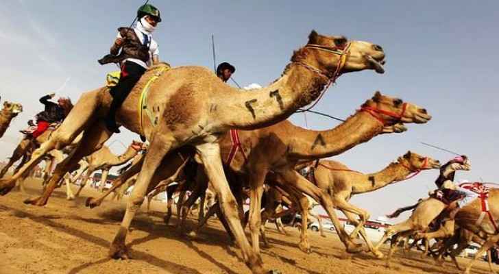 Camel owners are competing for a $12 million prize. (Albawaba)