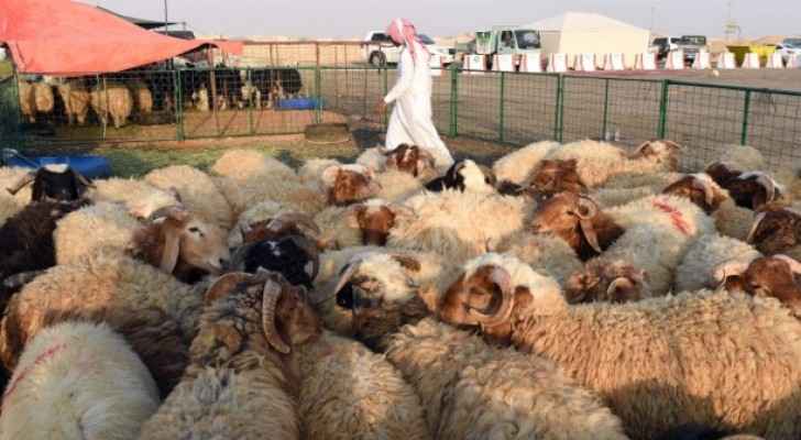 The sheep must have a healthy back and chest. (Middle East Eye)