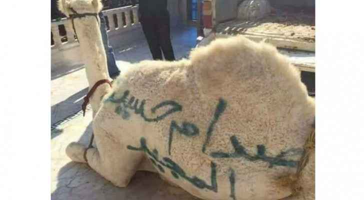 The camel had the words “the glorious Saddam Hussein” written on it. (Roya)