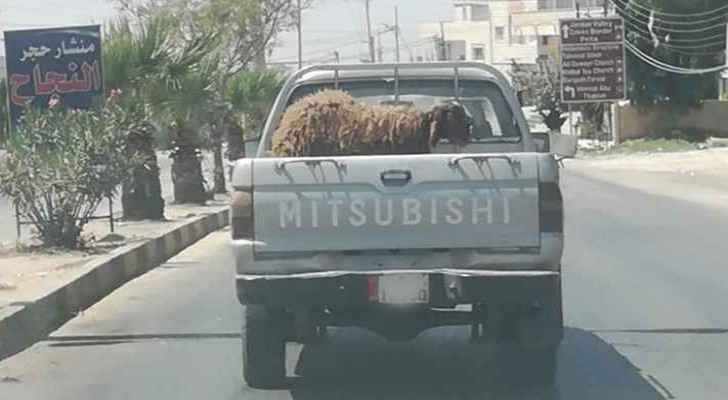 The sheep that was spotted in the municipality's pickup truck. (Roya)