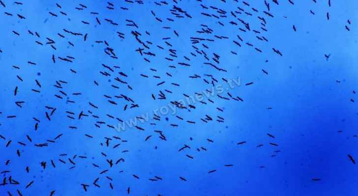 White storks migrate across Jordan. (Roya)