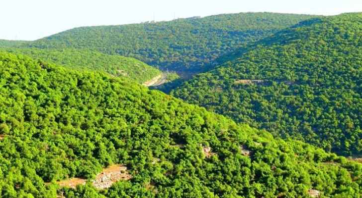 Ajloun Governorate is famous for its thick forests and beautiful nature. (Jordan Times)