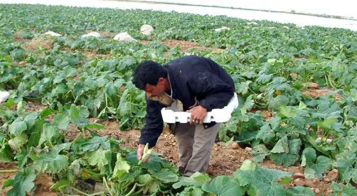 The 10% sales tax imposed on corn has now been reduced to 5%. (The Jordan Times)