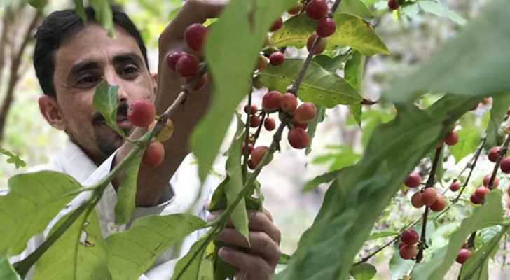 Yemeni farmers realize the distinct value of their country’s coffee. (Middle East Institute)