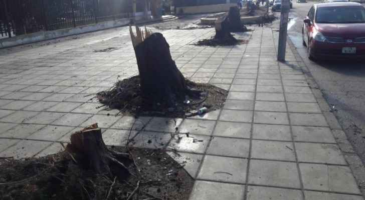 University of Jordan cuts down trees for BRT project