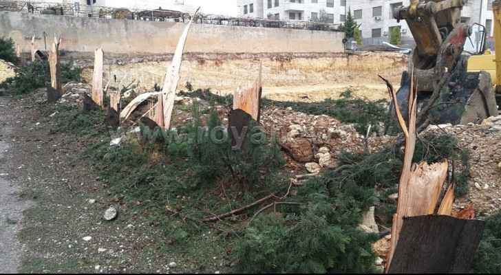 Tree massacre in Gardens for building purposes