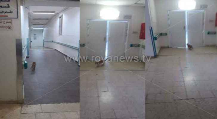 Cat walks around Hospital Operations Department in Ajloun
