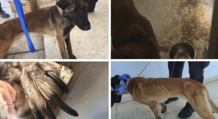 U.S. bomb-sniffing dogs sent to Jordan dying due to poor treatment