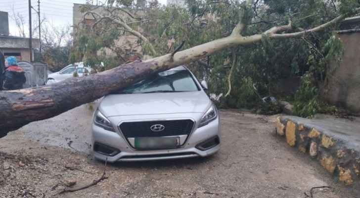 Tree falls on car in Amman due to strong winds