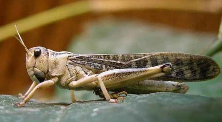 Agriculture Ministry declares 'utmost emergency state' to combat locust swarms