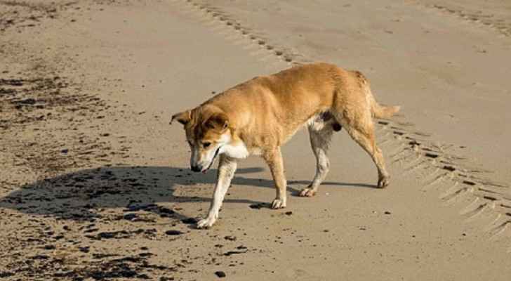 7-year-old dies after attack from stray dog in Madaba