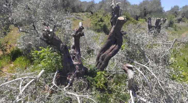 Israeli Occupation settlers chop dozens of olive trees in West Bank