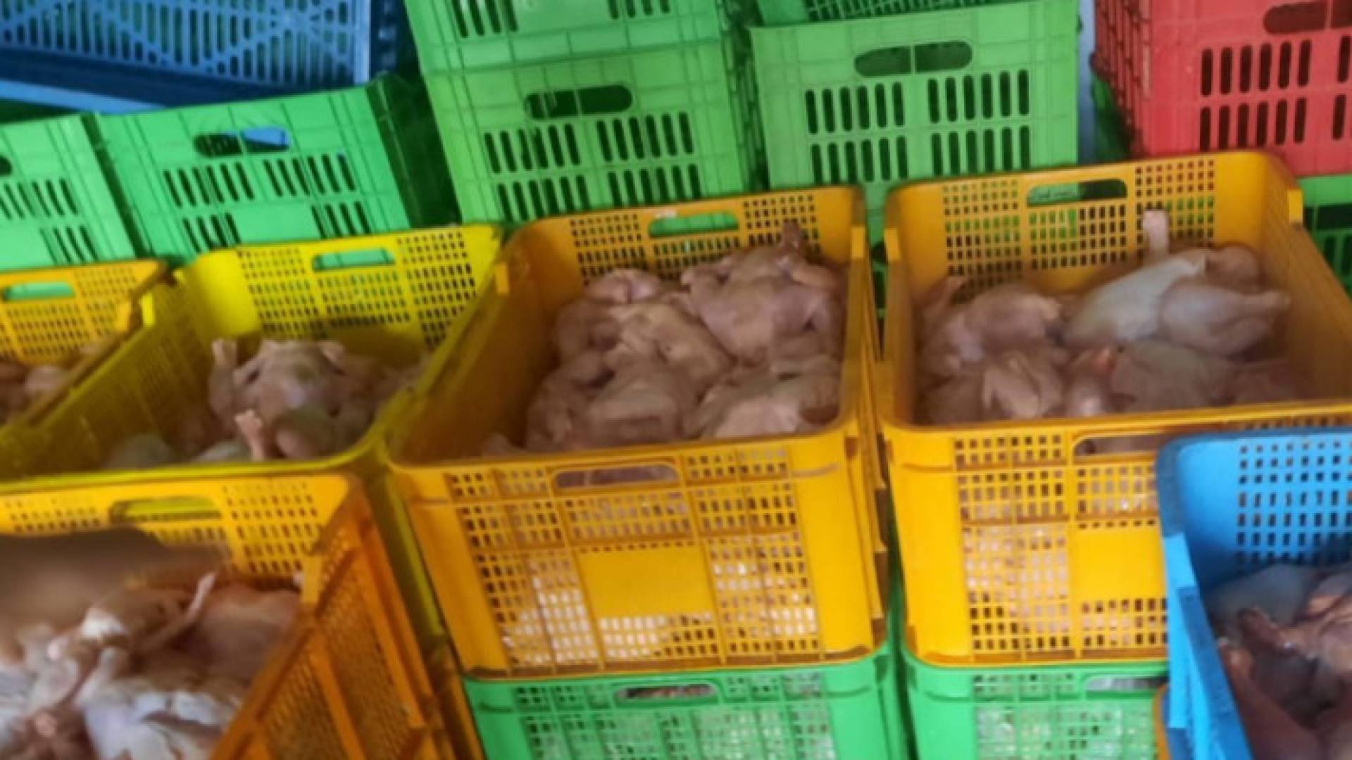 Authorities dispose of non-compliant poultry in Amman