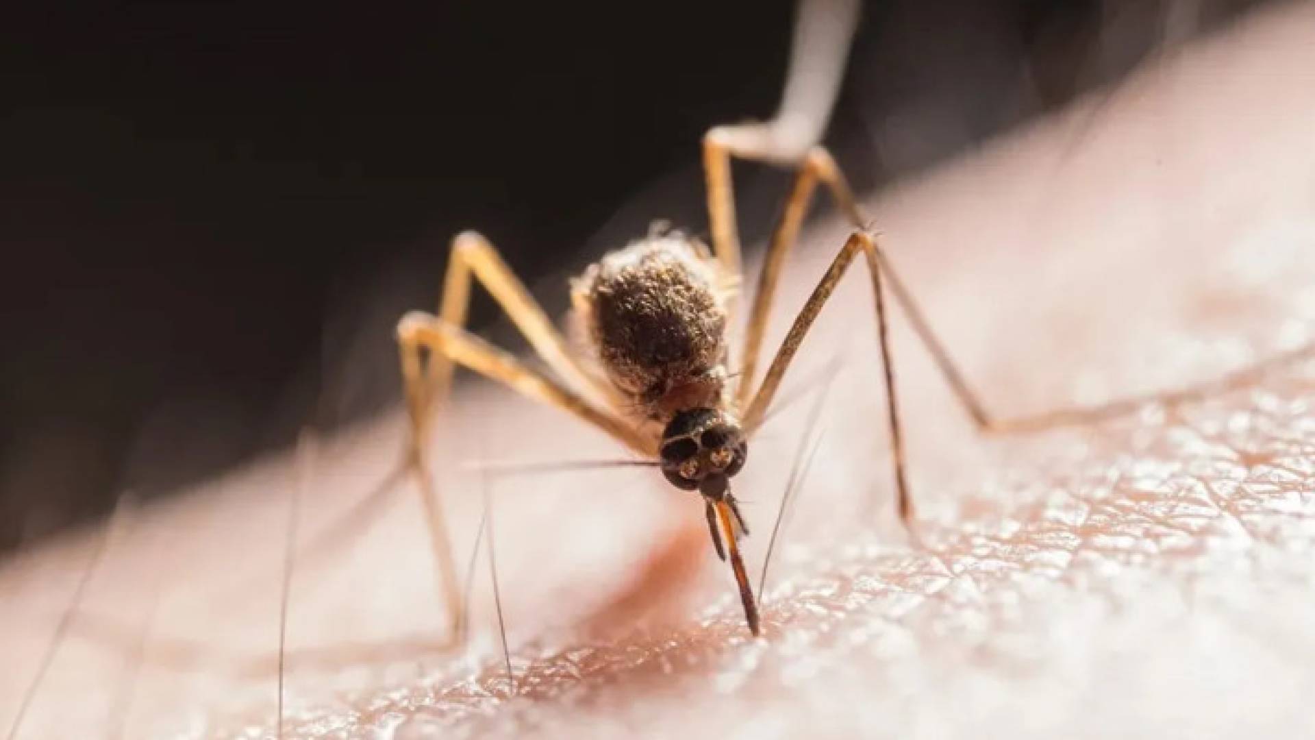 What is West Nile Fever?