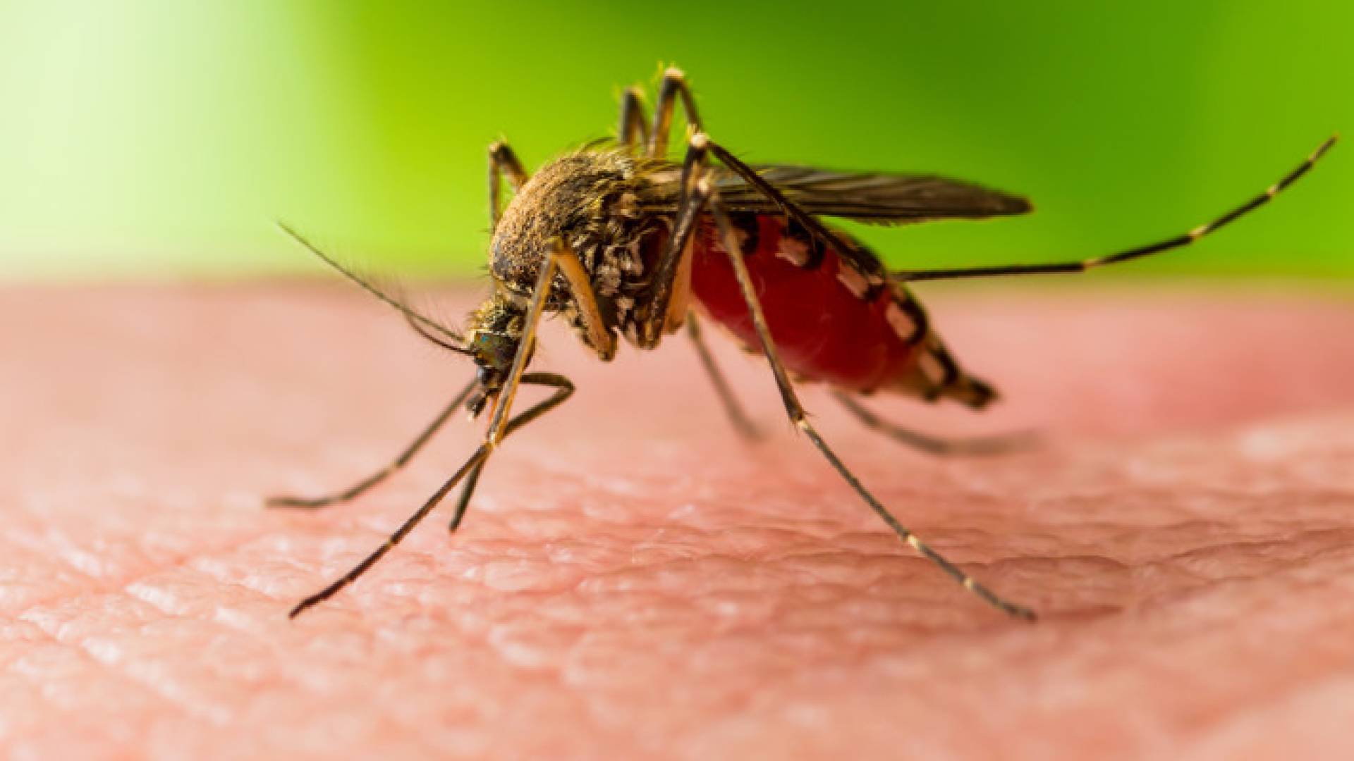 Jordan records first case of West Nile Fever