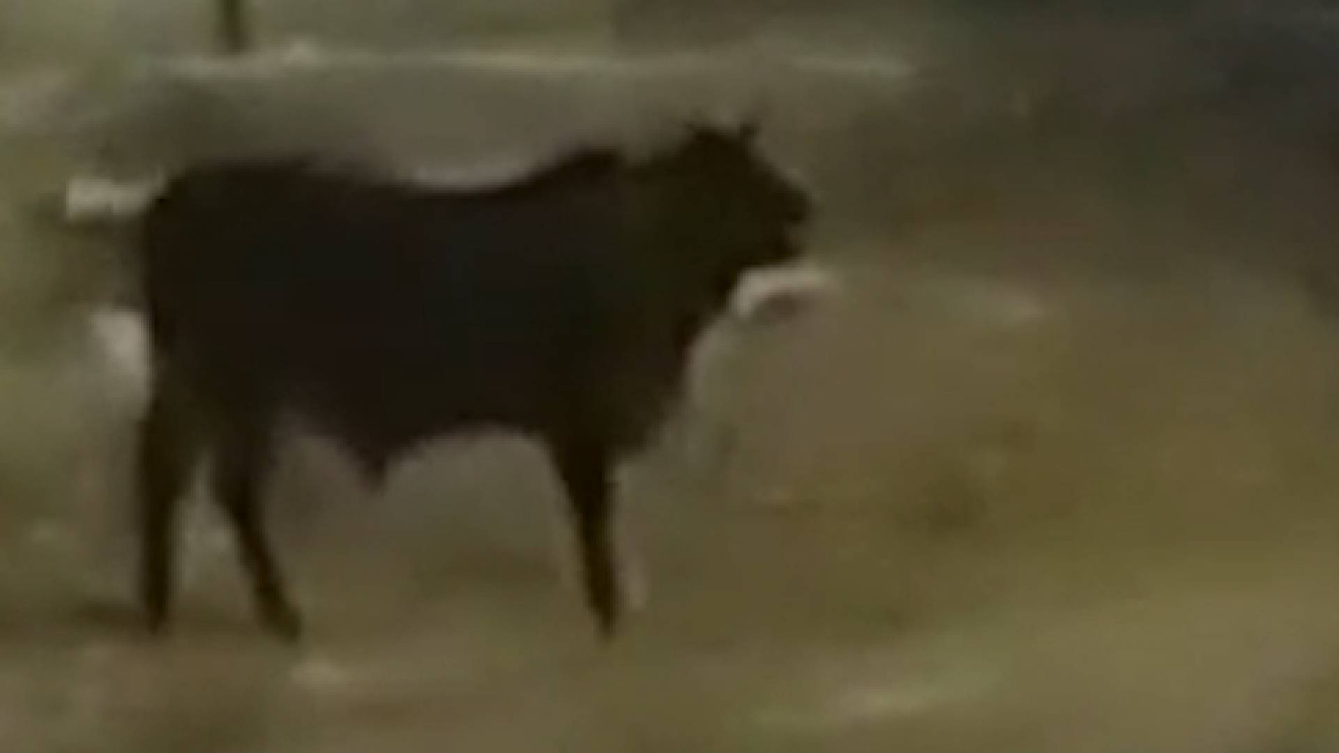 VIDEO: Raging bull causes chaos in Tafilah